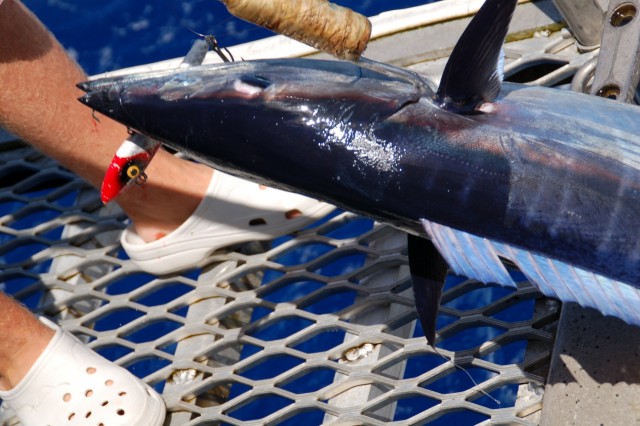 Wahoo gaff shot Wahoo gaff shot